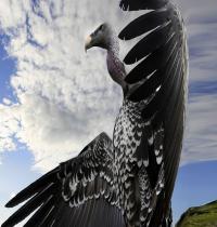 Zamob Breathtaking Condor