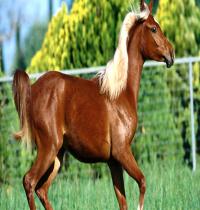 Zamob Brown Horse