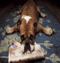 Zamob Bulldog And Newspaper