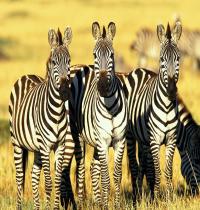 Zamob Burchelland039 s Zebras...