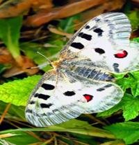 Zamob butterflies