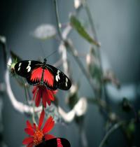 Zamob butterfly