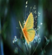 Zamob Butterfly 02
