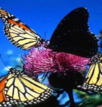 Zamob butterfly 2