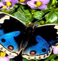 Zamob butterfly blue
