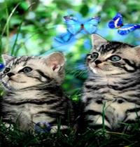 Zamob butterfly cat