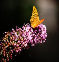Zamob Butterfly in Botanic Garden