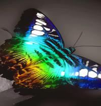 Zamob butterfly light
