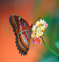 Zamob Butterfly on Flower