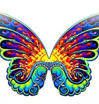 Zamob butterfly wing