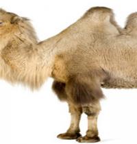 Zamob Camel Two Humps