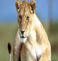 Zamob Careful Lion