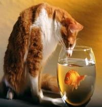 Zamob Cat and Fish