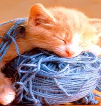Zamob cat and rope ball