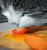 Zamob cat eating egg