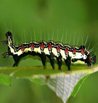 Zamob Caterpillar