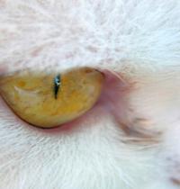Zamob cat eye