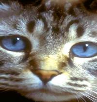 Zamob cat eye 1
