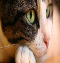 Zamob cat eyes