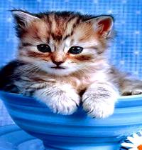 Zamob cat in cup