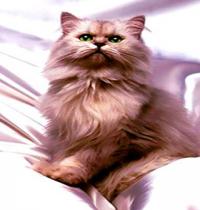Zamob cat in snow white bed