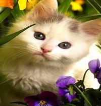 Zamob cat in the flowers