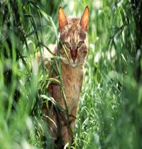 Zamob cat in the grass