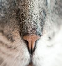 Zamob Cat Nose