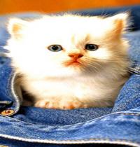 Zamob Cat Pocket
