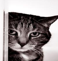 Zamob cat spying
