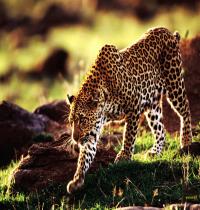 Zamob Cheetah