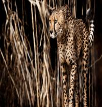 Zamob Cheetah Acinonyx Jubatus