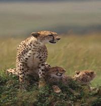 Zamob Cheetah and Cubs