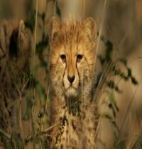 Zamob Cheetah Cub