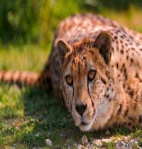 Zamob Cheetah Lying