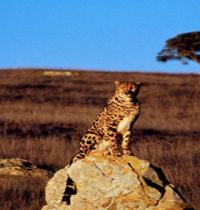 Zamob Cheetah on Rock