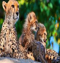 Zamob Cheetahs