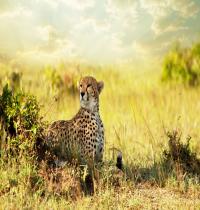 Zamob Cheetah Savanna Africa