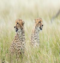 Zamob Cheetahs Predators Grass