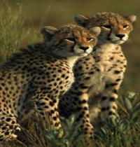Zamob Cheetahs v5