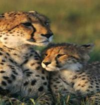 Zamob Cheetahs v6