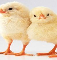 Zamob Chicks between