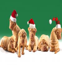 Zamob Christmas Puppies