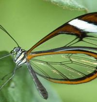Zamob clear wing butterfly