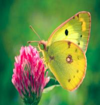 Zamob Colias hyale Butterfly