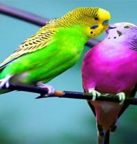 Zamob color birds