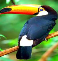 Zamob colored beak