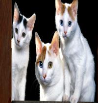 Zamob Colored Eyed Cats