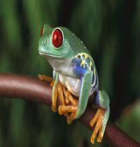 Zamob Colored Frog
