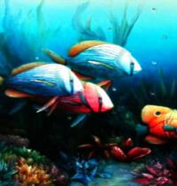 Zamob color fish